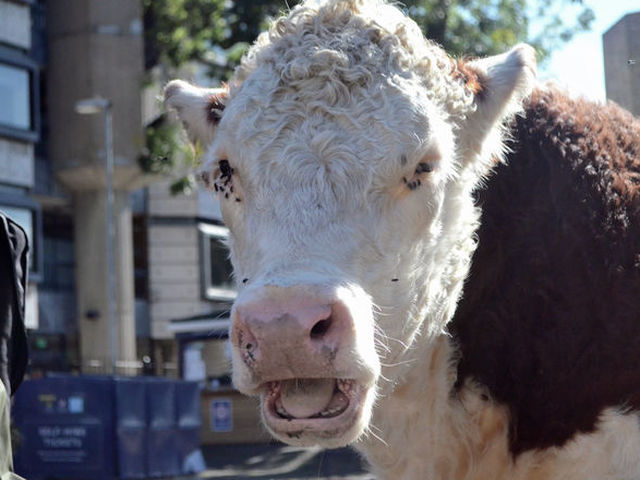 Petition demands University reverse decision on vegan menu