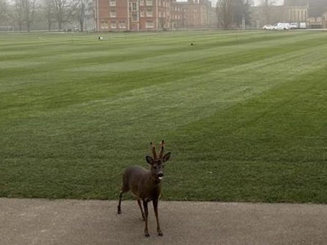 Jesus College &lsquo;jdeer&rsquo; relocated