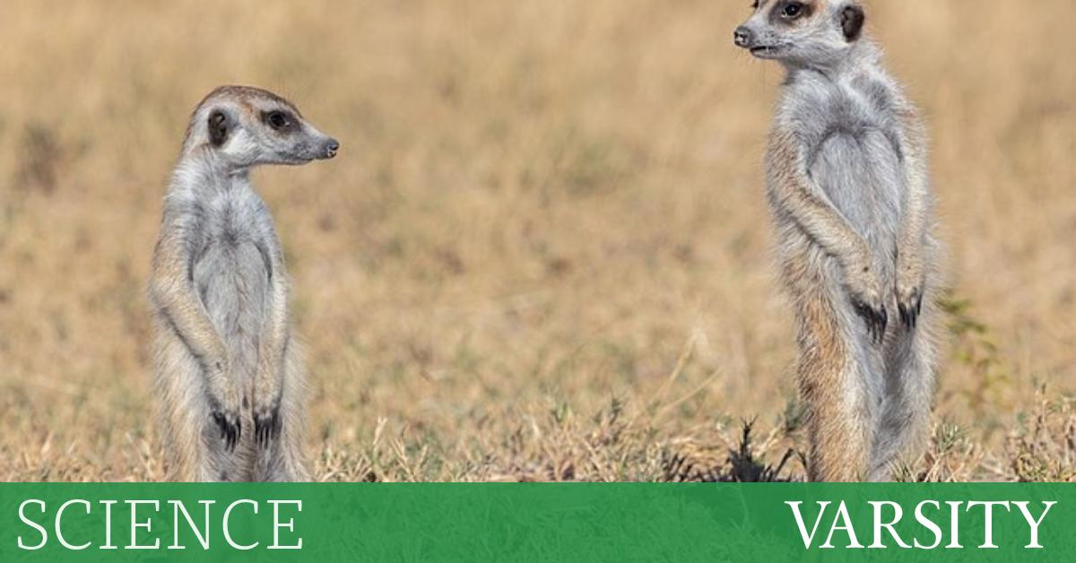 Research Roundup: Week One